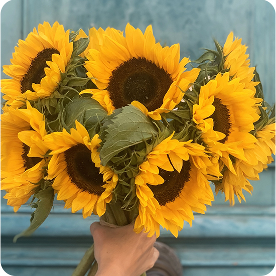 Brassée de tournesols