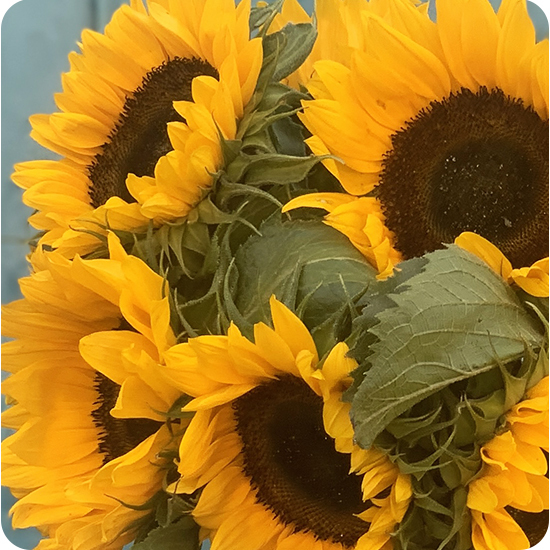 Brassée de tournesols