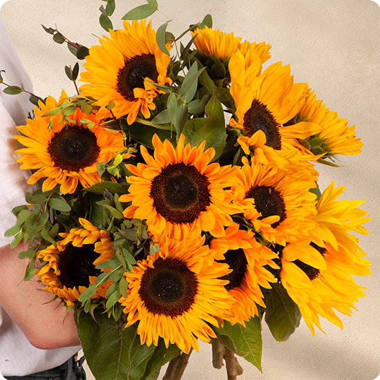 Brassée de tournesols
