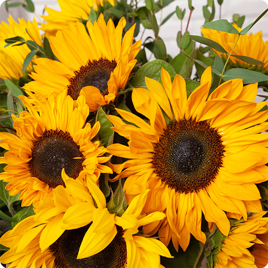 Brassée de tournesols