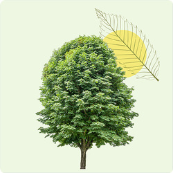Arbre Générosité - le Châtaignier