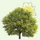 Arbre Hommage - Chêne à planter