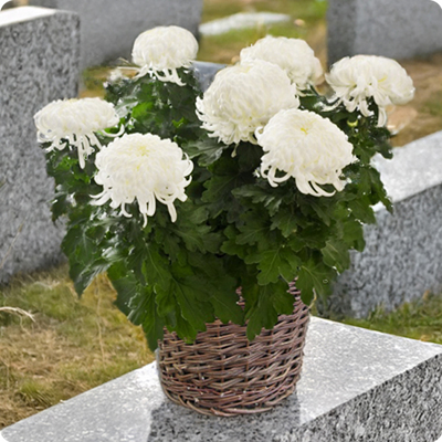 Chrysanthème blanc Toussaint