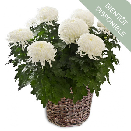 Chrysanthème blanc Toussaint