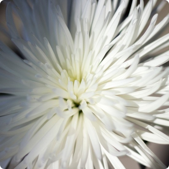 Chrysanthème blanc Toussaint