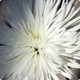 Chrysanthème blanc Toussaint