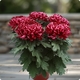 Chrysanthème fuchsia Toussaint 