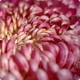 Chrysanthème fuchsia Toussaint 