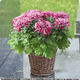 Chrysanthème fuchsia Toussaint 