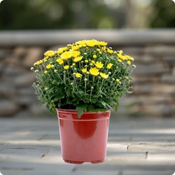 Chrysanthème Mignon