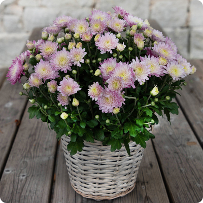 Potée de pomponettes petit modèle - plante fleurie pour la Toussaint