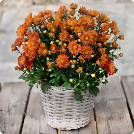 Potée de pomponettes petit modèle - plante fleurie pour la Toussaint