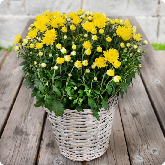 Potée de pomponettes petit modèle - plante fleurie pour la Toussaint