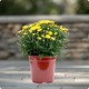 Potée de pomponettes - plante fleurie pour la Toussaint