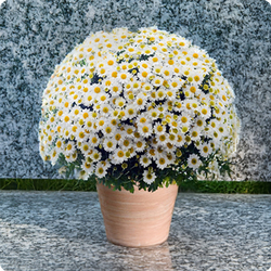 Fleurs Toussaint Chrysanthème pomponette blanc