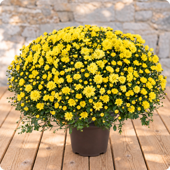 Chrysanthème pomponette avec cache pot