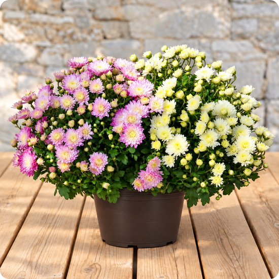 Chrysanthème pomponette avec cache pot