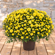 Chrysanthème pomponette avec cache pot
