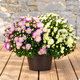 Chrysanthème pomponette avec cache pot