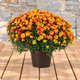 Chrysanthème pomponette avec cache pot