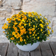 Chrysanthème pomponnette avec cache pot