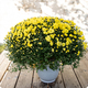 Chrysanthème pomponnette avec cache pot