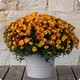 Chrysanthème pomponnette avec cache pot