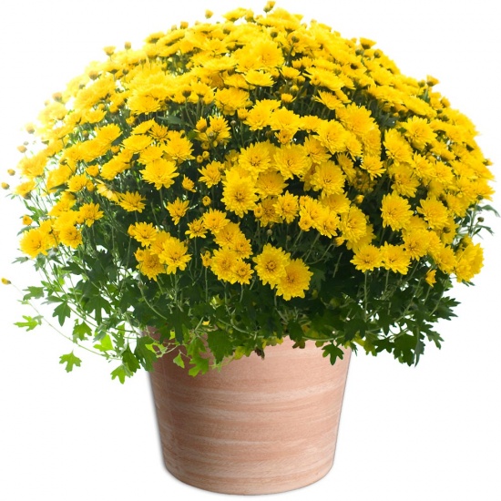 Fleurs Toussaint Chrysanthème pomponette jaune Dom Tom