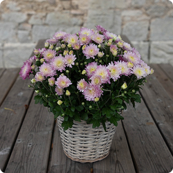 Chrysanthème Mignon