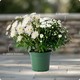 Potée de pomponnettes - plante fleurie pour la Toussaint