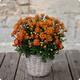 Potée de pomponnettes - plante fleurie pour la Toussaint