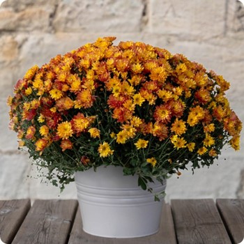 Livraison sur tombe par un fleuriste du réseau 123fleurs