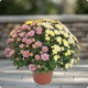 Chrysanthème pomponnette avec ou sans cache pot