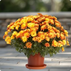 Chrysanthème Généreux
