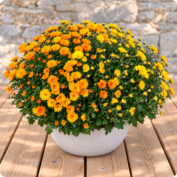 Livraison sur tombe par un fleuriste du réseau 123fleurs