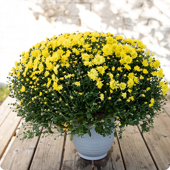 Livraison sur tombe par un fleuriste du réseau 123fleurs