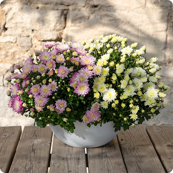 Livraison sur tombe par un fleuriste du réseau 123fleurs
