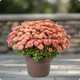 Chrysanthème pomponnette avec cache pot