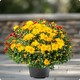 Chrysanthème pomponnette avec cache pot