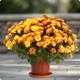 Chrysanthème pomponnette avec cache pot