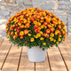 Chrysanthème pomponnette avec cache pot