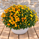 Chrysanthème pomponnette avec cache pot
