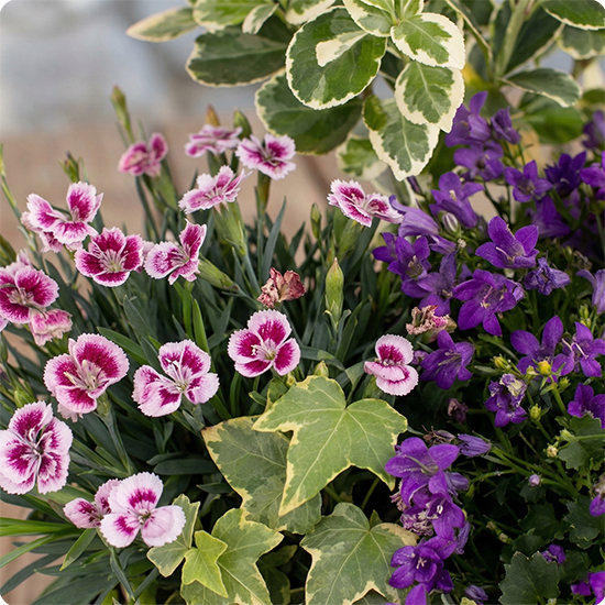 Composition Deuil Avec vous