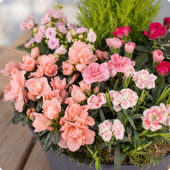 Composition Deuil Bosquet