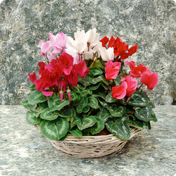 Envoyez une Composition de Cyclamens