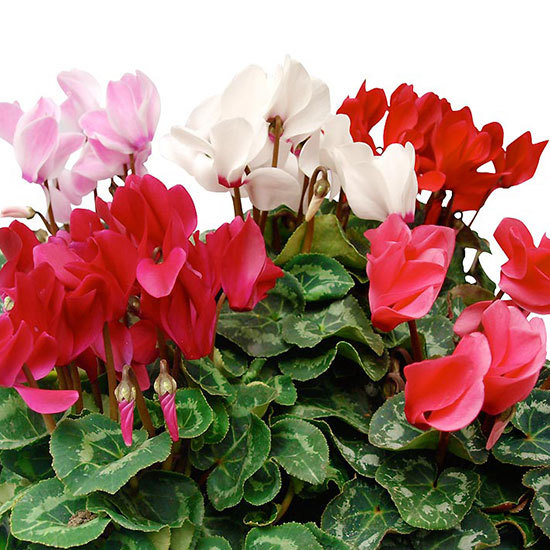 Envoyez une Composition de Cyclamens