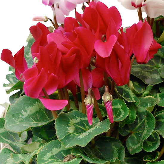 Envoyez une Composition de Cyclamens