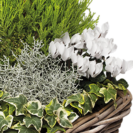 Arrangement deuil Plénitude