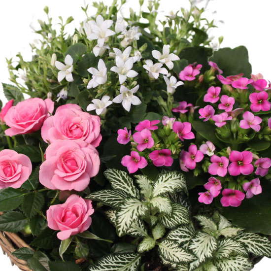 Composition Fleurs de cœur