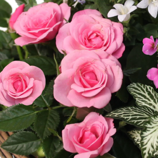 Composition Fleurs de cœur